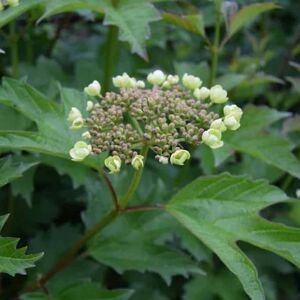 Viburnum opulus 60-80 cm